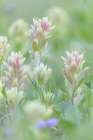 Canada, British Columbia, East Kootenay Mountains. Indian paintbrush flowers. Art Print
